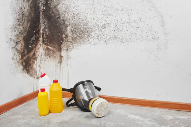 Best Localized Mold Remediation (e.g., coastal areas, humid climates) in Safety Harbor, FL