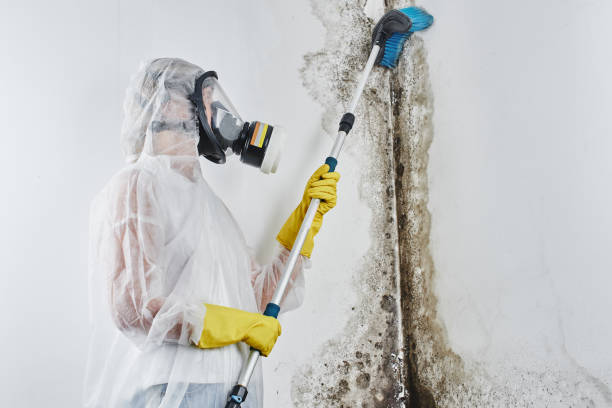 Best Attic Mold Remediation in Safety Harbor, FL
