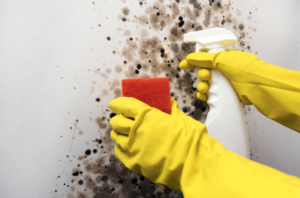Best Commercial Mold Remediation in Safety Harbor, FL