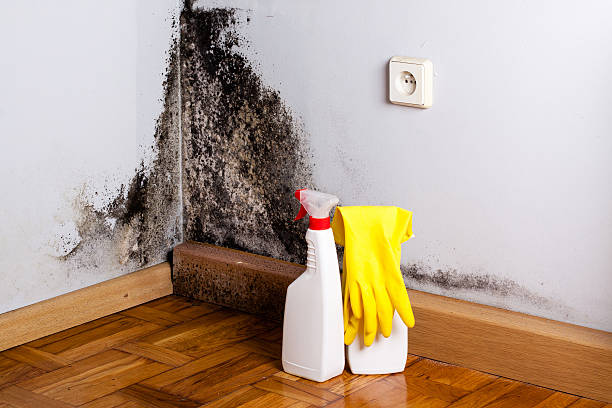 Best White Mold Remediation in Safety Harbor, FL